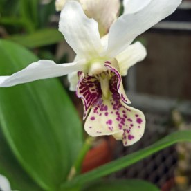 Another orchid