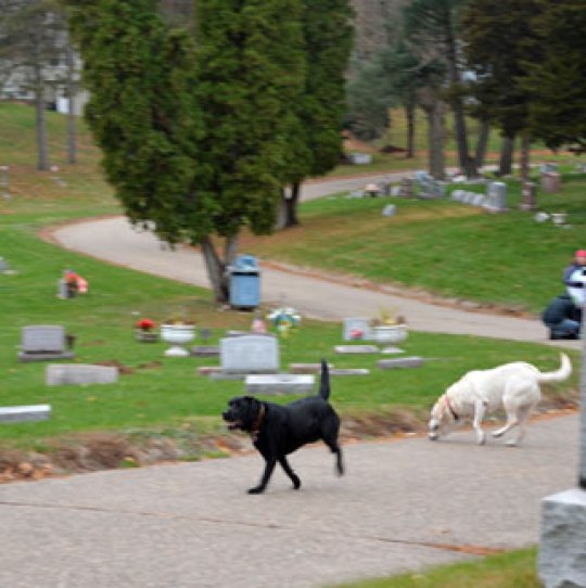 The annual cemetery dog run